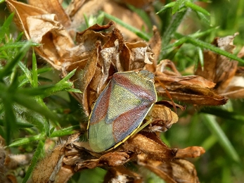 Shield Bug