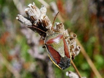 Gorse Shieldbug (Piezodorus lituratus) in its late summer colours