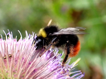 Male Red-tailed Bumblebee (Bombus lapidarius) 