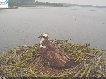 osprey