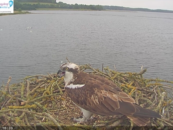 Maya on the nest