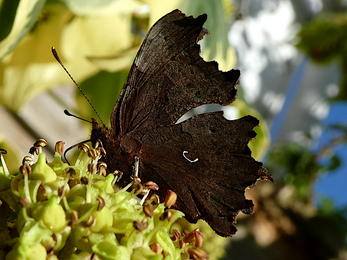 Comma butterfly 