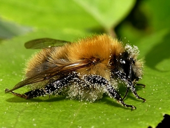 Common Carder Bumblebee 