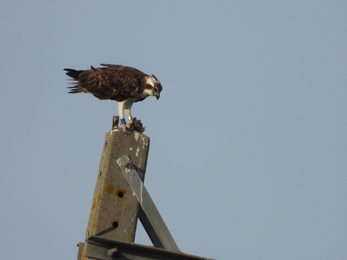 osprey