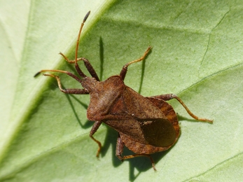 Dock bug