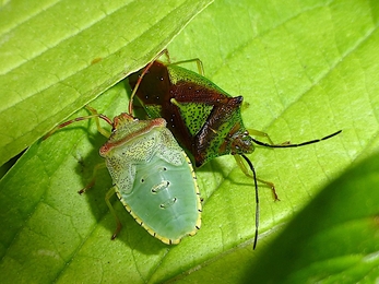 Hawthorn Shieldbugs