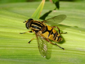 Footballer Hoverfly