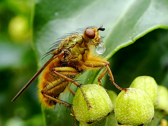 common Yellow Dung Fly