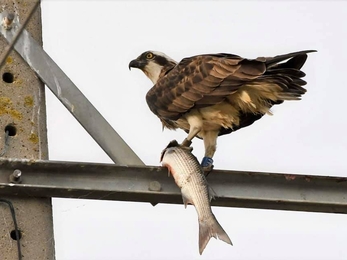 osprey