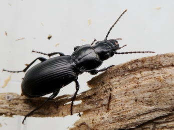 Ground Beetle