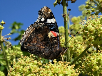 Red Admiral