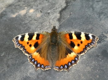 Small Tortoiseshell butterfly