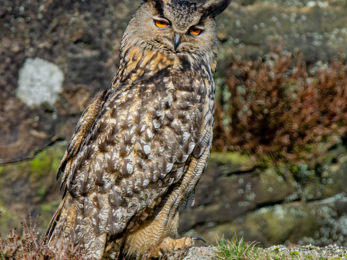 Eagle owl