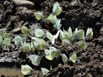 Green veined White and Small White butterflies on a dung heap