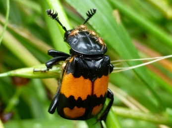 Sexton beetle