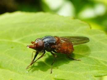 Hoverfly