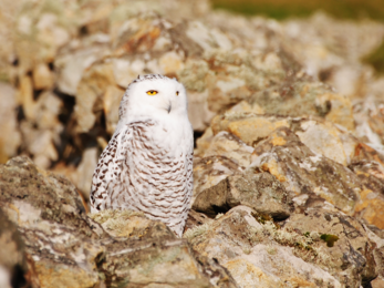 Snowy owl