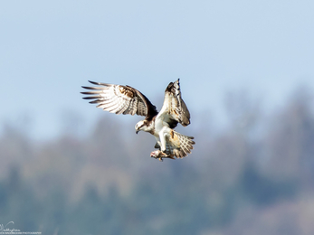 osprey 