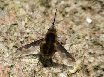 Dark-edged Bee-fly with patterned wings