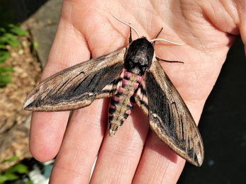 Privet Hawk-moth  - the largest resident moth in the UK