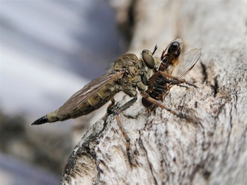 Robberflies have piercing mouthparts to prey on other insects