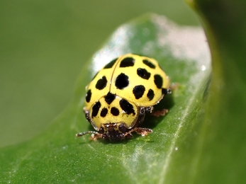 22 Spot Lady Bird