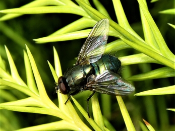 'Green bottle' Fly