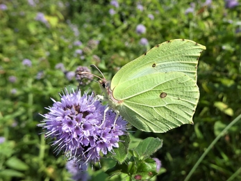 Brimstone Butterfly