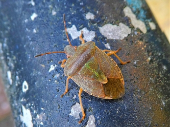 Hawthorn Shield Bug