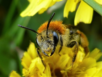 Early Mining Bee