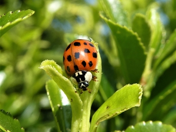 Ladybird