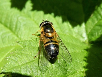 Spring Hoverfly