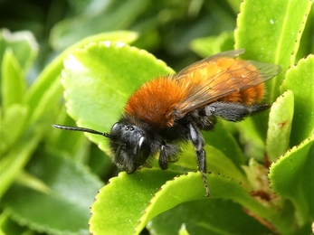 Tawny Mining Bee