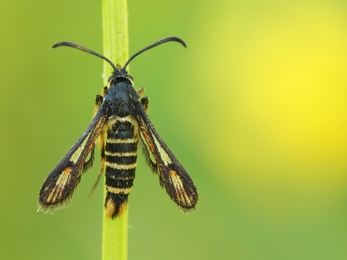 Six belted clearwing (Tim Sexton)