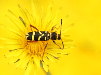 Wasp Beetle (Tim Sexton)