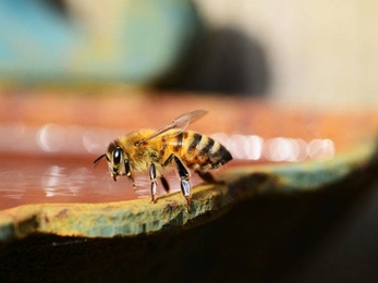 Bee drinking water