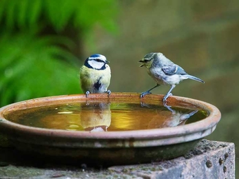 Blue tits in bird bath