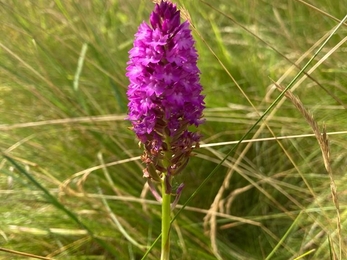 Orchid