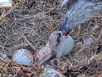 Osprey chick being fed by its mother