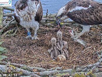 Two adult ospreys with three chicks and an unhatched egg