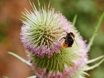 Bumblebee on teasel