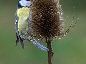 Blue tit on teasel