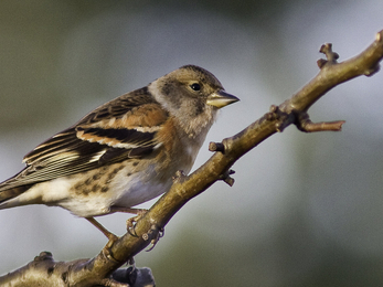 Brambling