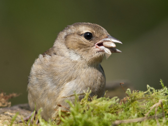 Chaffinch