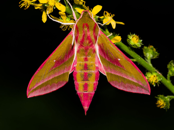 Elephant hawkmoth