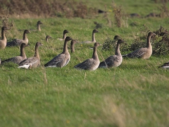 Pink footed geese