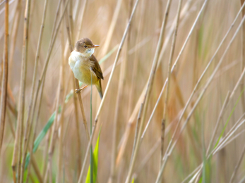 Reed Warbler