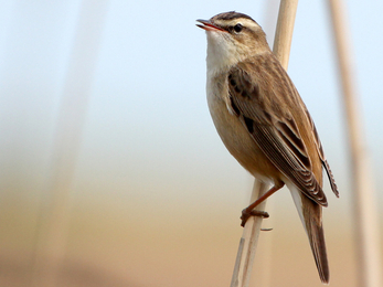 Sedge warbler