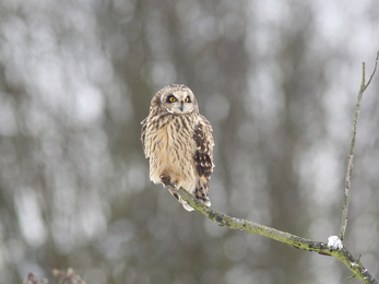 Short-eared owl