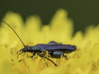 Swollen thighed beetle